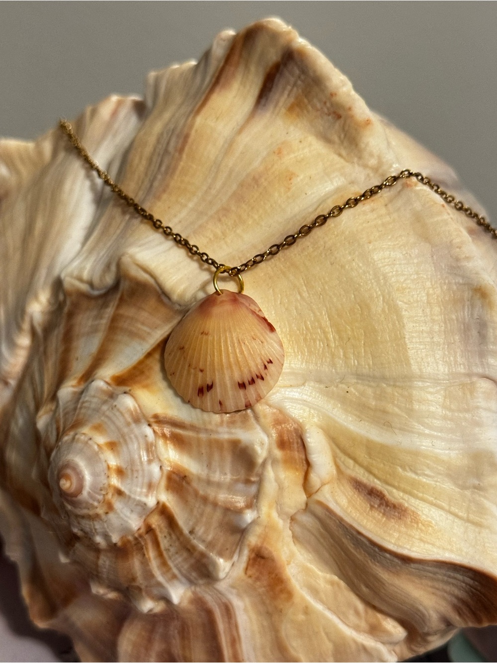 Calico Scallop Seashell Pendant Necklace - 18” Gold Plated Chain W Lobster Clasp